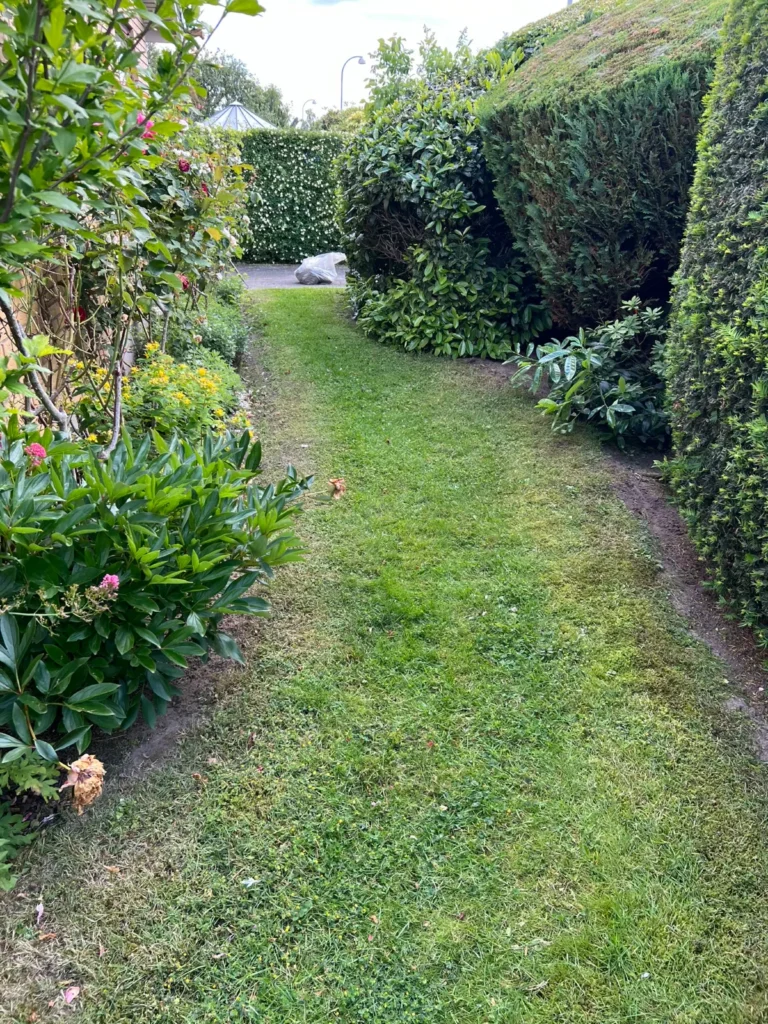 Græssti mellem klippede hække og blomsterbed