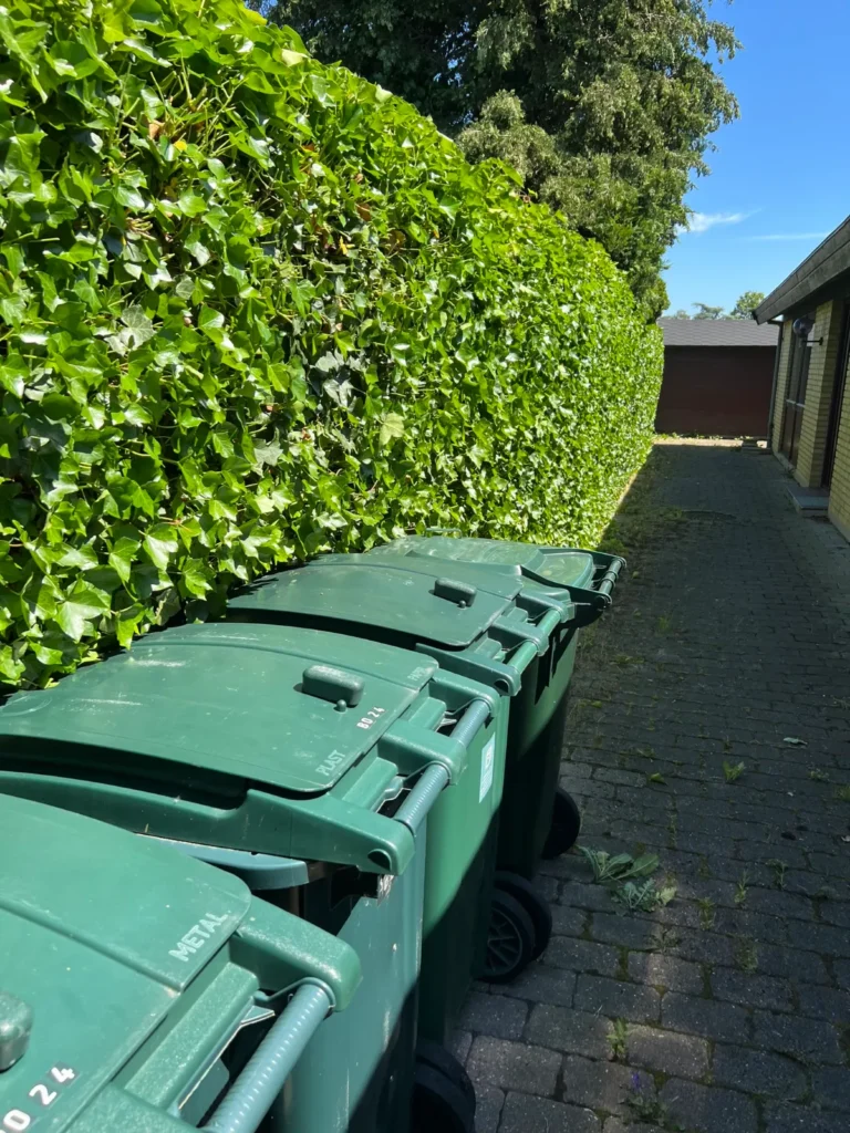 Nyklippet hæk ved flisegang med skraldespande