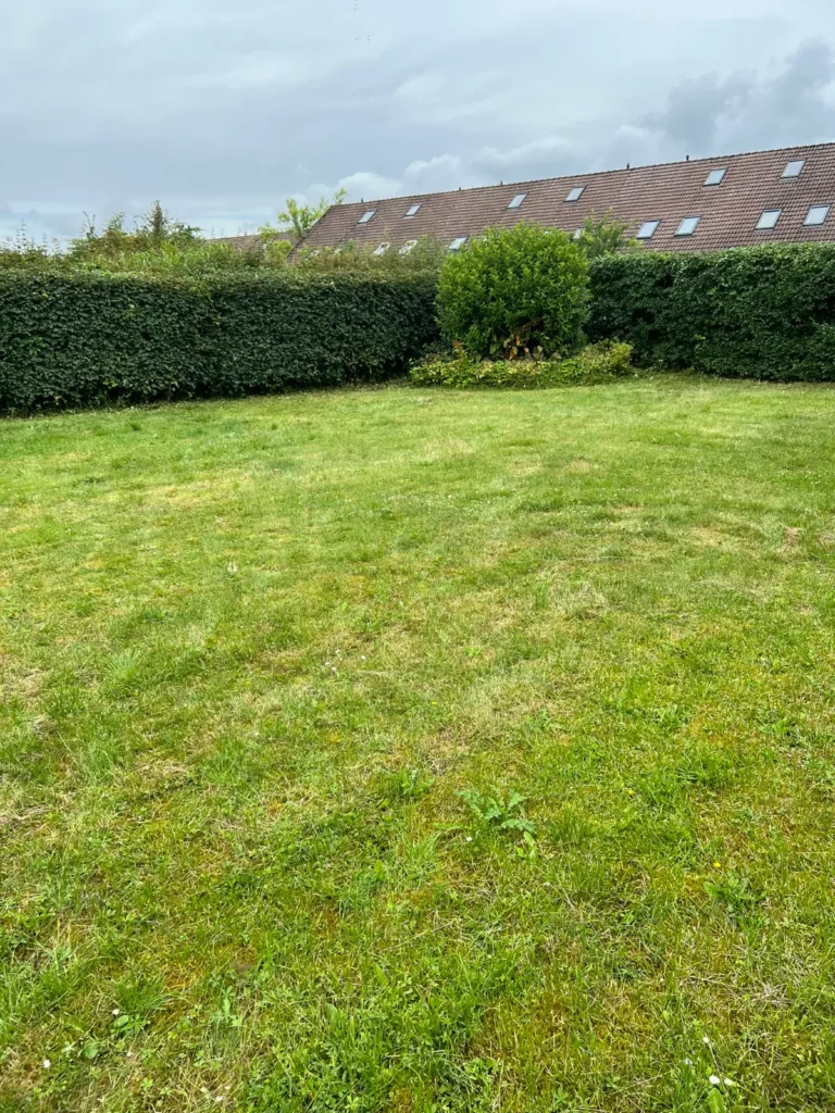 Nyslået græsplæne foran lav hæk