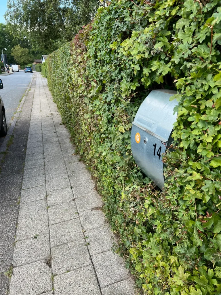 Klippet efeuhæk langs fortov