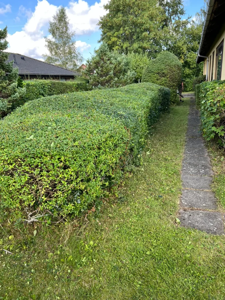 Lang, nyklippet hæk ved græsplæne