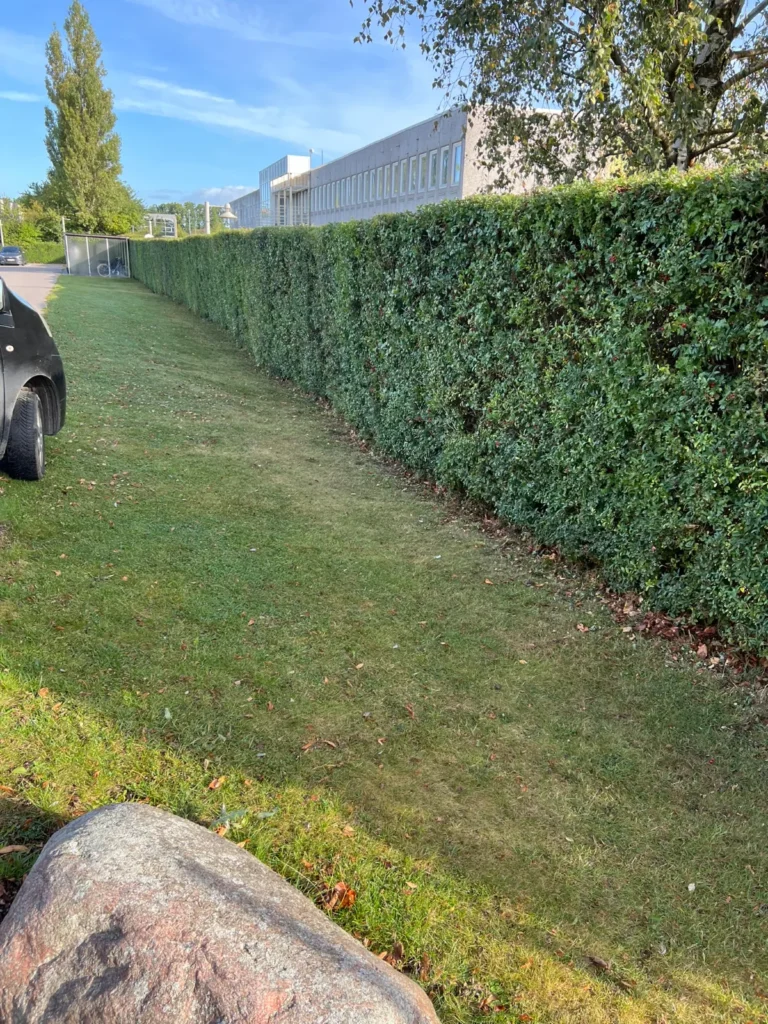 Lang, klippet hæk og græsskråning ved erhvervsejendom