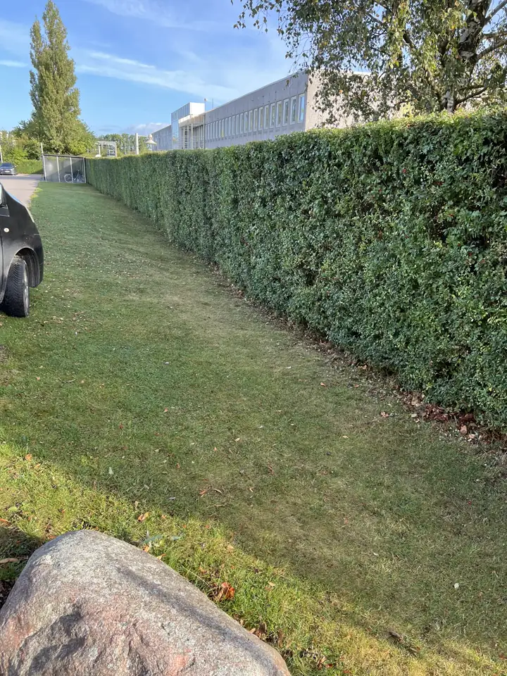Lang klippet hæk langs en græsrabat