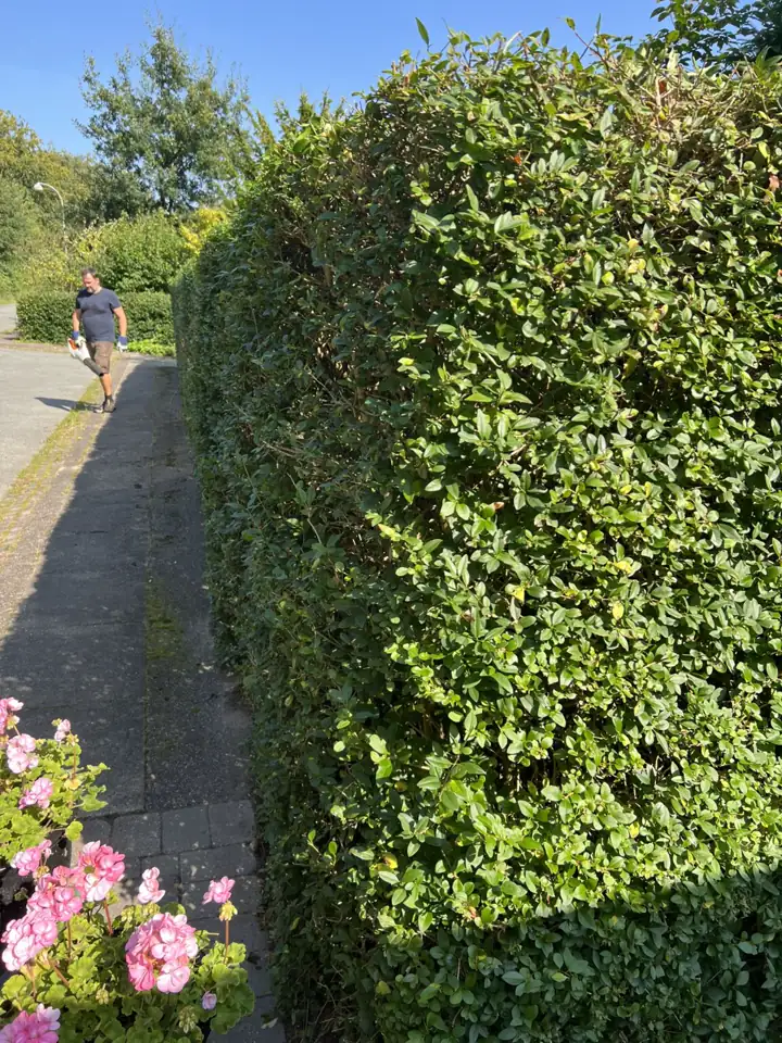 Høj, tæt hæk langs en sti